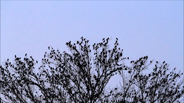crows on tree with sound
