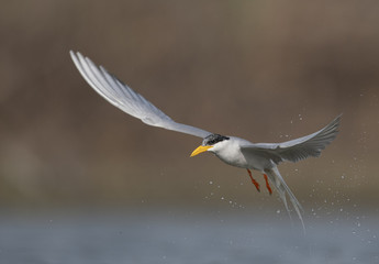 The River tern