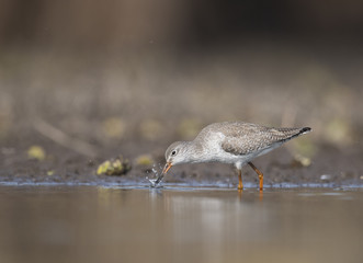 Common redshank ( Tringa totanus)