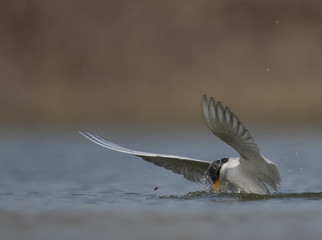 The River tern