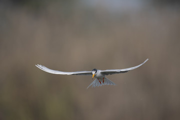 The River tern