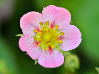 Fototapeta na wymiar Soft Focus Strawberry Flower