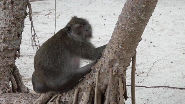 Fat monkey on tropical island beach in Thailand, 4k