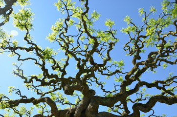 arbre Sophora japonica Pendula - Pagode japonaise