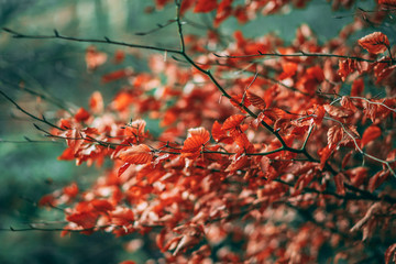 branch of a tree in autumn