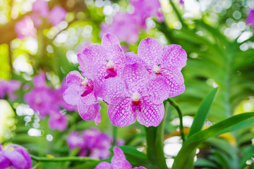 beautiful vivid pink vanda orchid blooming in garden