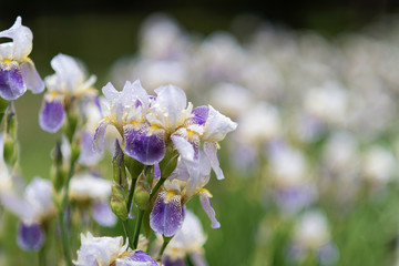 Beautiful blooming dark-blue iris flowers in the garden in spring with rain drops