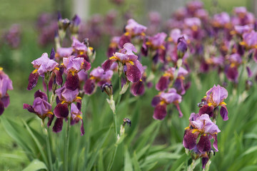 Beautiful blooming dark-blue iris flowers in the garden in spring with rain drops