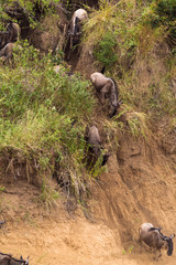 The beginning of a great migration of antelopes. Masai Mara, Kenya, Africa