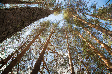 Tall pine tree tops against blue sky