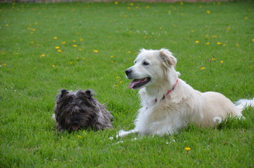 cairn terrier et Golden retriever chien ami