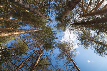 Tall pine tree tops against blue sky