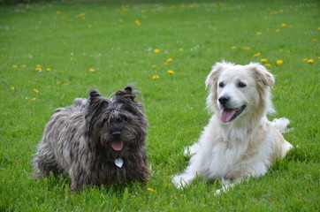 cairn terrier et Golden retriever chien ami