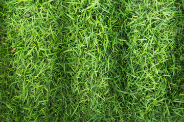 Grass field texture for golf course, soccer field or sports background concept design. Natural grass.