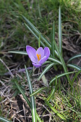 Obraz premium Blooming lilac crocus in the park in the spring. Nature photo