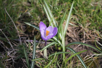Blooming lilac crocus in the park in the spring. Nature photo.