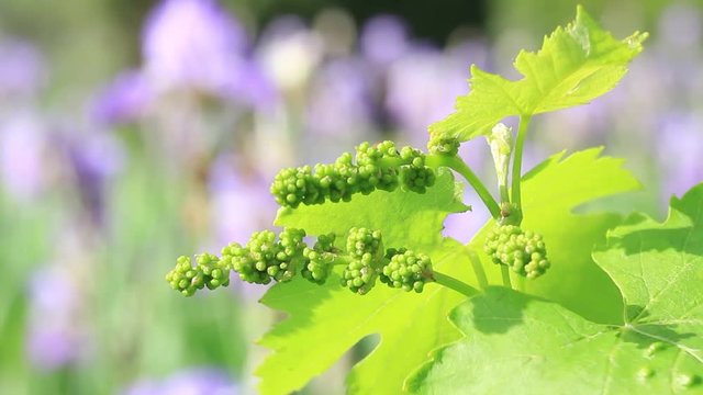 Closeup of baby grapes: initial development of green flowers of grape in beginning stage