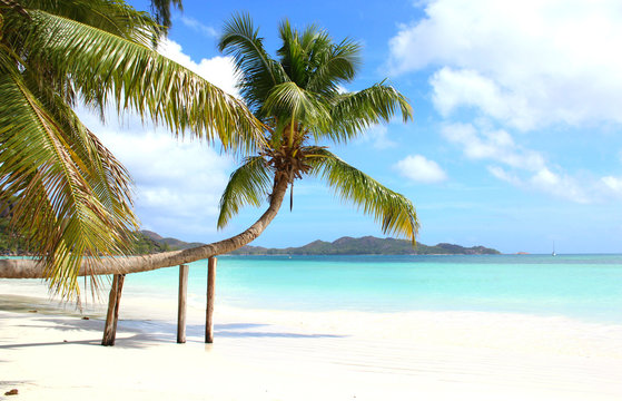 cocotier sur une plage des Seychelles 