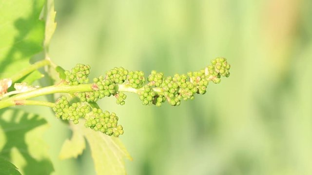 Closeup of baby grapes: initial development of green flowers of grape in beginning stage