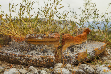 Grass growing in ancient pot