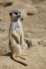Fototapeta premium Suricata standing on a guard. Curious meerkat (Suricata suricatta).
