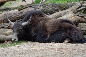 Fototapeta premium Domestic yak (Bos grunniens) which is lying