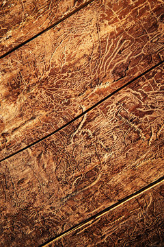 paths of beetles on old wood