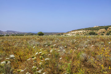 Fototapeta na wymiar Field of spring flowers in Crete
