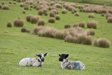 Fototapeta premium Lambs