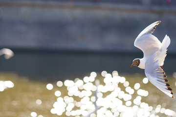 A seagull hovering over the city