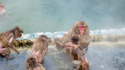 Snow Monkey in the Monkey Spa at Yunokawa Onsen, Hakodate, Japan, abstract of relaxing, cold and wet