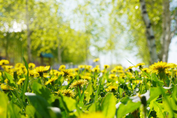Fototapeta premium Yellow dandelions in a clearing, natural floral background.