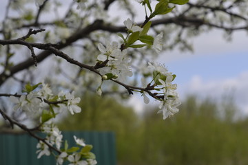 apple tree
