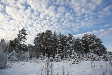 Siberia, winter forest in Russia. Stern, spruce, pine under the snow.