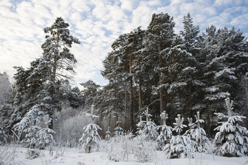 Siberia, winter forest in Russia. Stern, spruce, pine under the snow.
