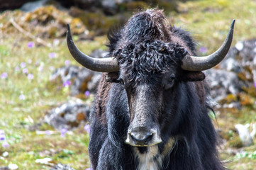 Wild yak at Yumthang valley, North Sikkim, Eastern Himalayas, India