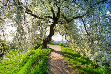 Blossom apple tree in the city center of Gdansk at sunrise, Poland
