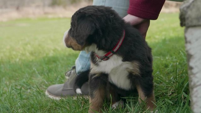 Man Pets His Burnese Mountain Dog Puppy Sitting In The Grass