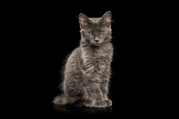 Cute Kurilian Bobtail Kitten with grey fur Sitting Isolated Black Background