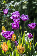 Tuilps in a garden in spring
