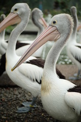 Group of White Pelicans