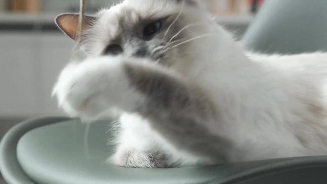 Cute birman cat playing with a string