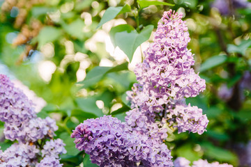 Obraz premium Spring branch of blossoming lilac
