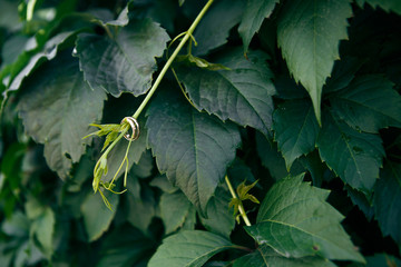 wedding rings in green leaves of grapes.