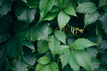 wedding rings in green leaves of grapes.
