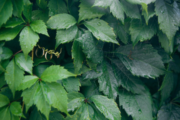 wedding rings in green leaves of grapes.