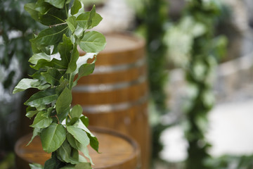 wooden barrel on the background of greenery