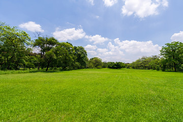 Fototapeta na wymiar Green tree in a beautiful park garden under blue sky