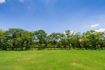 Green tree in a beautiful park garden under blue sky