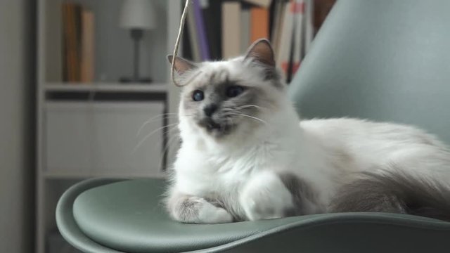 Cute cat playing with a string